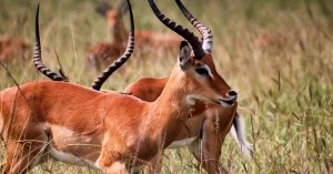 Bible Verses About Antelopes