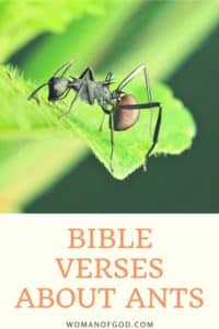 Bible Verses About Ants Pin 200x300 