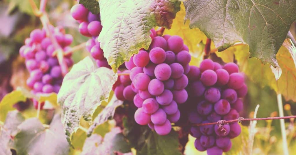 Bible Verses About Grapes