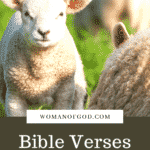 Bible Verses About Lambs pins