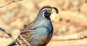 bible verses about quail