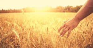 bible verses about the harvest