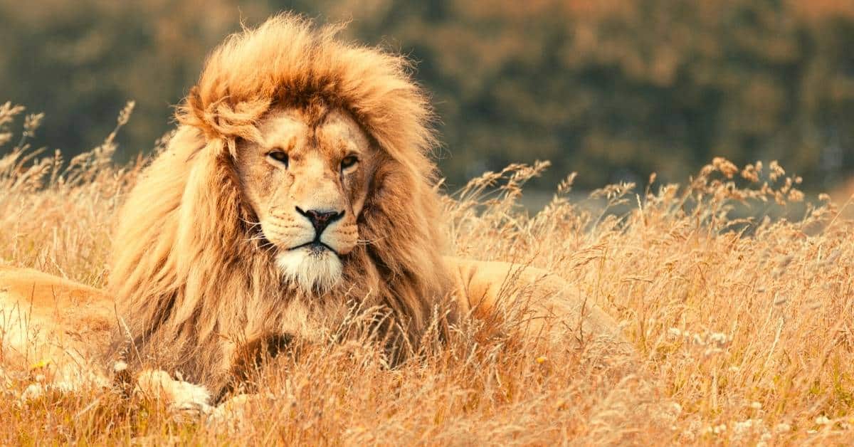 Bible Verses About Lions