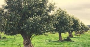 Bible Verses About Olive Trees