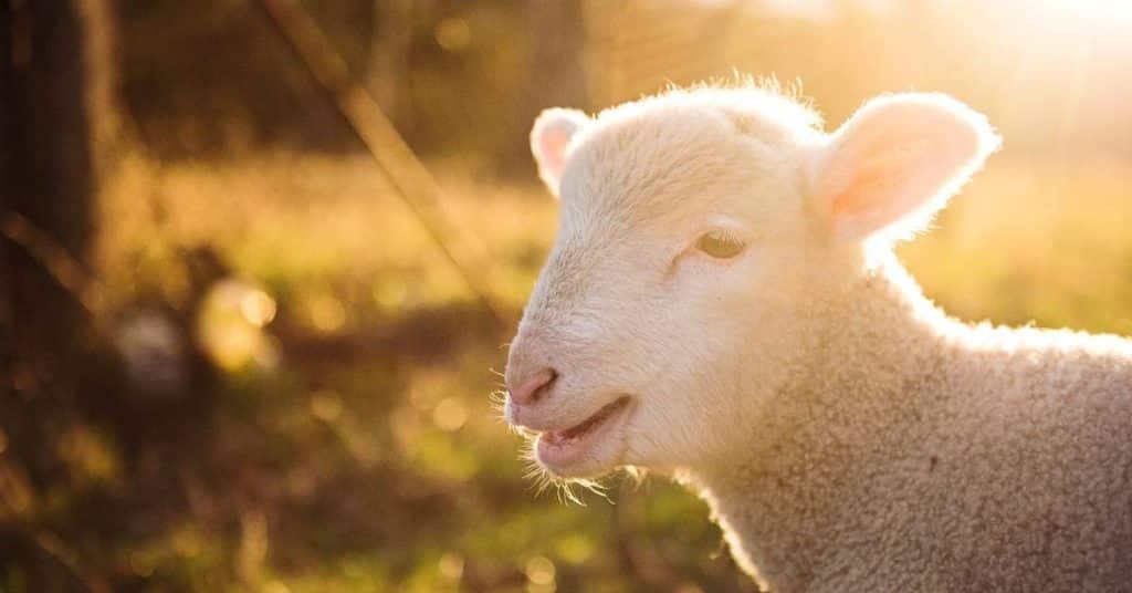 bible verses about lambs