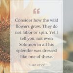 Sunflower Verse Luke 12:27