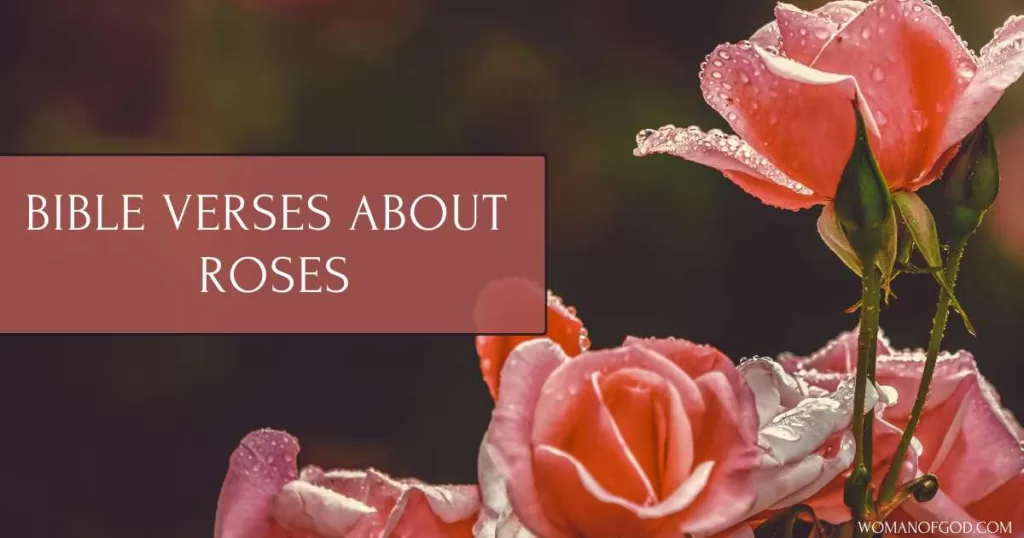 Bible Verses about Roses